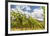 Vineyard in Baden-Baden with Retro Filter Effect-g215-Framed Photographic Print