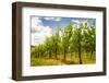 Vineyard in Baden-Baden with Retro Filter Effect-g215-Framed Photographic Print