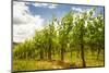 Vineyard in Baden-Baden with Retro Filter Effect-g215-Mounted Photographic Print