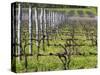 Vineyard in Cordon Royat, Bodega Pisano Winery, Progreso, Uruguay-Per Karlsson-Stretched Canvas