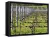 Vineyard in Cordon Royat, Bodega Pisano Winery, Progreso, Uruguay-Per Karlsson-Framed Stretched Canvas