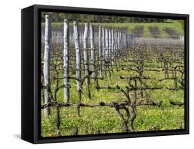 Vineyard in Cordon Royat, Bodega Pisano Winery, Progreso, Uruguay-Per Karlsson-Framed Stretched Canvas