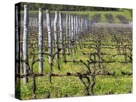 Vineyard in Cordon Royat, Bodega Pisano Winery, Progreso, Uruguay-Per Karlsson-Stretched Canvas