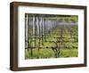 Vineyard in Cordon Royat, Bodega Pisano Winery, Progreso, Uruguay-Per Karlsson-Framed Photographic Print