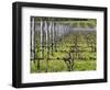 Vineyard in Cordon Royat, Bodega Pisano Winery, Progreso, Uruguay-Per Karlsson-Framed Photographic Print