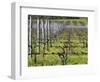 Vineyard in Cordon Royat, Bodega Pisano Winery, Progreso, Uruguay-Per Karlsson-Framed Photographic Print