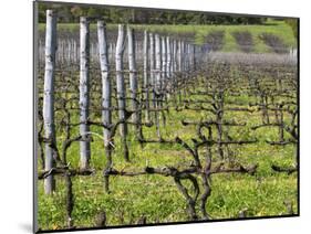 Vineyard in Cordon Royat, Bodega Pisano Winery, Progreso, Uruguay-Per Karlsson-Mounted Photographic Print