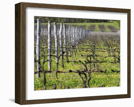 Vineyard in Cordon Royat, Bodega Pisano Winery, Progreso, Uruguay-Per Karlsson-Framed Photographic Print