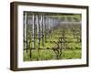 Vineyard in Cordon Royat, Bodega Pisano Winery, Progreso, Uruguay-Per Karlsson-Framed Photographic Print