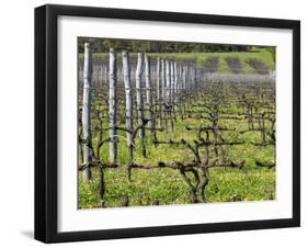 Vineyard in Cordon Royat, Bodega Pisano Winery, Progreso, Uruguay-Per Karlsson-Framed Photographic Print