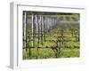 Vineyard in Cordon Royat, Bodega Pisano Winery, Progreso, Uruguay-Per Karlsson-Framed Photographic Print