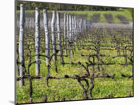 Vineyard in Cordon Royat, Bodega Pisano Winery, Progreso, Uruguay-Per Karlsson-Mounted Photographic Print