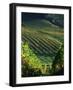 Vineyard in Entre-Deux-Mers Area-Owen Franken-Framed Photographic Print