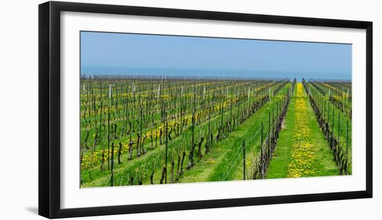 Vineyard in Niagara on the lake in Ontario, Canada-null-Framed Photographic Print