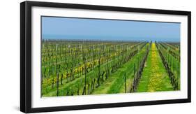 Vineyard in Niagara on the lake in Ontario, Canada-null-Framed Photographic Print