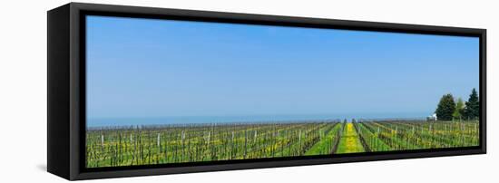 Vineyard in Niagara on the lake in Ontario, Canada-null-Framed Stretched Canvas