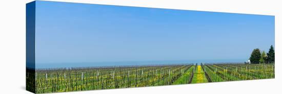 Vineyard in Niagara on the lake in Ontario, Canada-null-Stretched Canvas