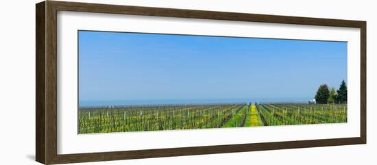 Vineyard in Niagara on the lake in Ontario, Canada-null-Framed Photographic Print