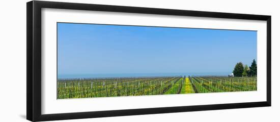 Vineyard in Niagara on the lake in Ontario, Canada-null-Framed Photographic Print