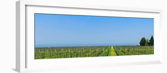 Vineyard in Niagara on the lake in Ontario, Canada-null-Framed Photographic Print