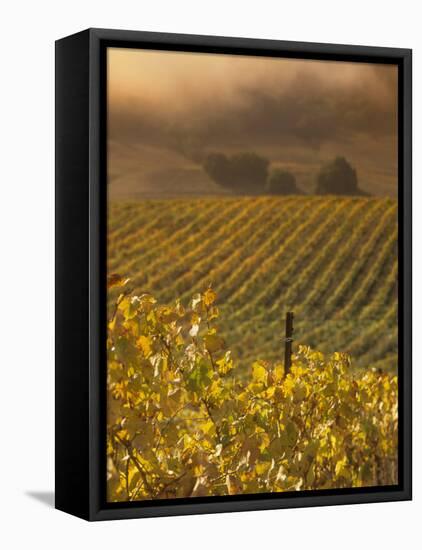 Vineyard in northern California, Sonoma, California, USA-Alan Klehr-Framed Stretched Canvas