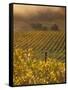 Vineyard in northern California, Sonoma, California, USA-Alan Klehr-Framed Stretched Canvas