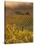 Vineyard in northern California, Sonoma, California, USA-Alan Klehr-Stretched Canvas