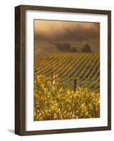 Vineyard in northern California, Sonoma, California, USA-Alan Klehr-Framed Photographic Print