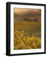 Vineyard in northern California, Sonoma, California, USA-Alan Klehr-Framed Photographic Print