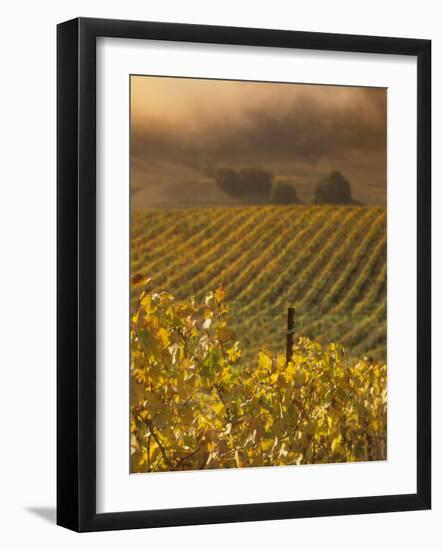 Vineyard in northern California, Sonoma, California, USA-Alan Klehr-Framed Photographic Print