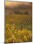 Vineyard in northern California, Sonoma, California, USA-Alan Klehr-Mounted Photographic Print