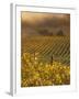 Vineyard in northern California, Sonoma, California, USA-Alan Klehr-Framed Photographic Print