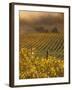 Vineyard in northern California, Sonoma, California, USA-Alan Klehr-Framed Photographic Print