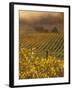 Vineyard in northern California, Sonoma, California, USA-Alan Klehr-Framed Photographic Print