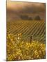 Vineyard in northern California, Sonoma, California, USA-Alan Klehr-Mounted Photographic Print