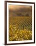 Vineyard in northern California, Sonoma, California, USA-Alan Klehr-Framed Photographic Print