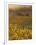 Vineyard in northern California, Sonoma, California, USA-Alan Klehr-Framed Photographic Print