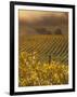 Vineyard in northern California, Sonoma, California, USA-Alan Klehr-Framed Photographic Print