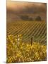 Vineyard in northern California, Sonoma, California, USA-Alan Klehr-Mounted Photographic Print