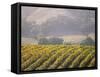 Vineyard in northern California, Sonoma, California, USA-Alan Klehr-Framed Stretched Canvas