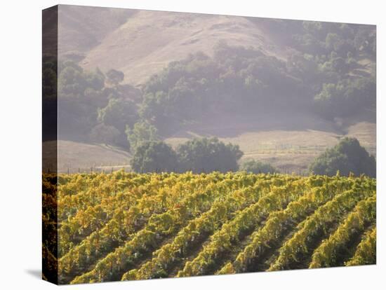 Vineyard in northern California, Sonoma, California, USA-Alan Klehr-Stretched Canvas