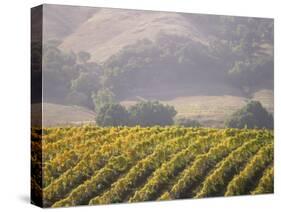 Vineyard in northern California, Sonoma, California, USA-Alan Klehr-Stretched Canvas