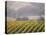 Vineyard in northern California, Sonoma, California, USA-Alan Klehr-Stretched Canvas