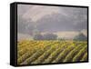 Vineyard in northern California, Sonoma, California, USA-Alan Klehr-Framed Stretched Canvas