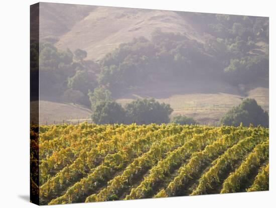 Vineyard in northern California, Sonoma, California, USA-Alan Klehr-Stretched Canvas