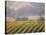 Vineyard in northern California, Sonoma, California, USA-Alan Klehr-Stretched Canvas