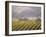 Vineyard in northern California, Sonoma, California, USA-Alan Klehr-Framed Photographic Print