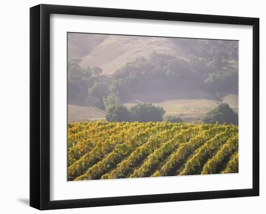 Vineyard in northern California, Sonoma, California, USA-Alan Klehr-Framed Photographic Print