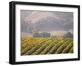 Vineyard in northern California, Sonoma, California, USA-Alan Klehr-Framed Photographic Print