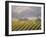 Vineyard in northern California, Sonoma, California, USA-Alan Klehr-Framed Photographic Print